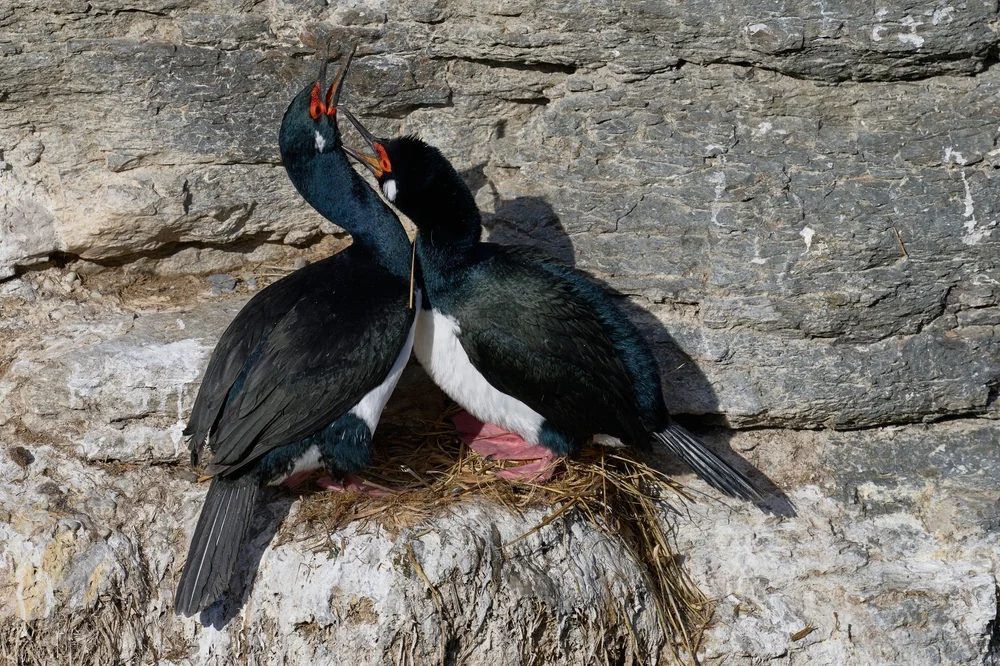 Magellankormoran (Phalacrocorax magellanicus)