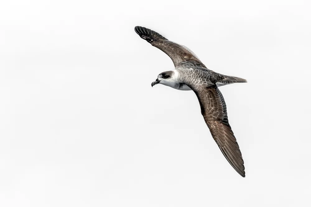 Magentasturmvogel (Pterodroma magentae)