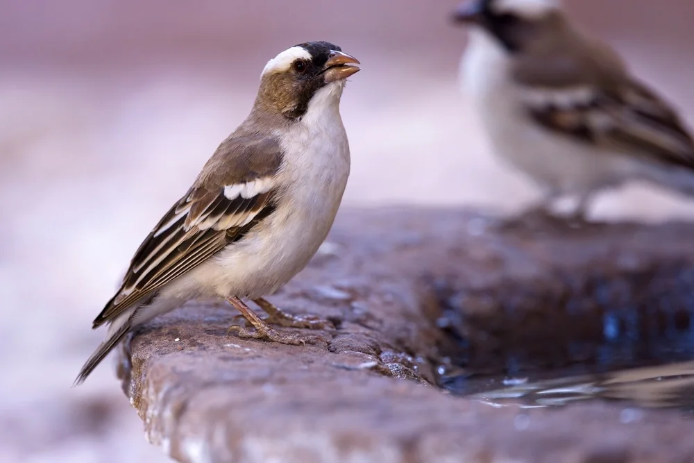 Mahali-Weber (Plocepasser mahali)