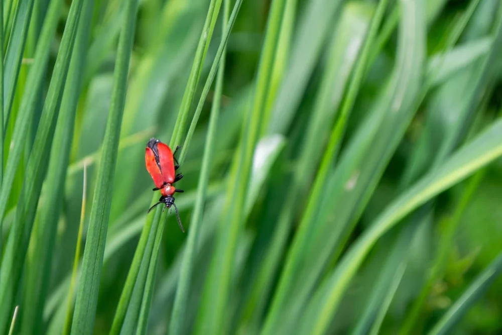 Maiglöckchenhähnchen (Lilioceris merdigera)