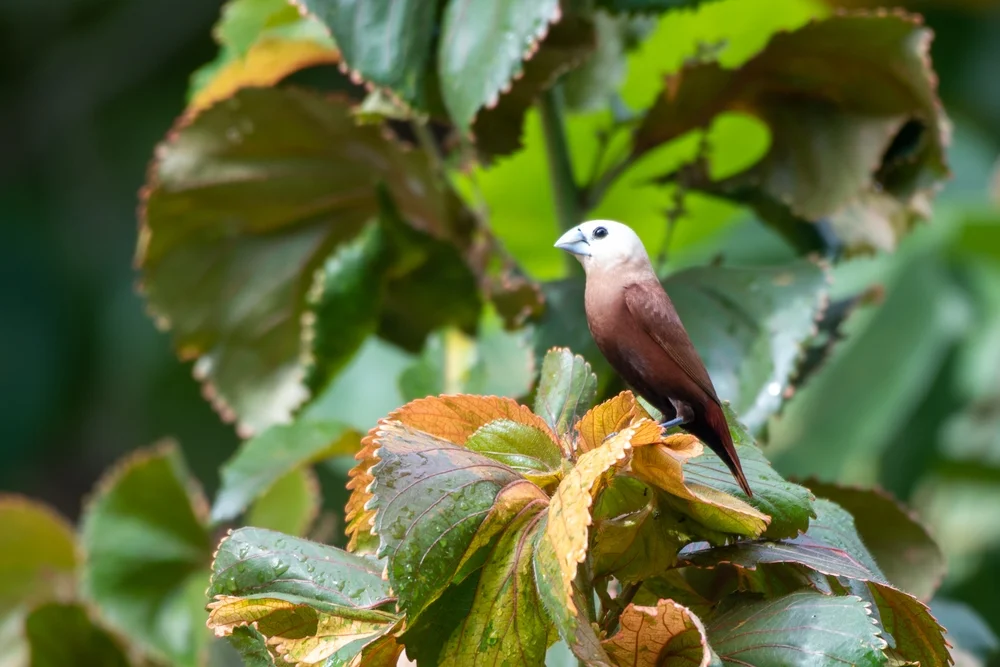 Maja-Bronzemännchen (Lonchura maja)