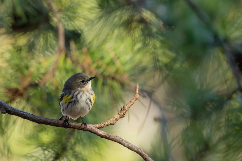 Makira-Laubsänger (Phylloscopus makirensis)