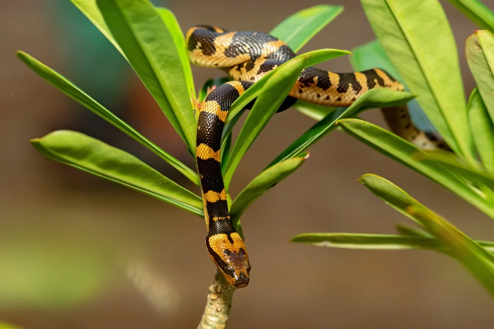 Malabar-Krait (Bungarus candidus)