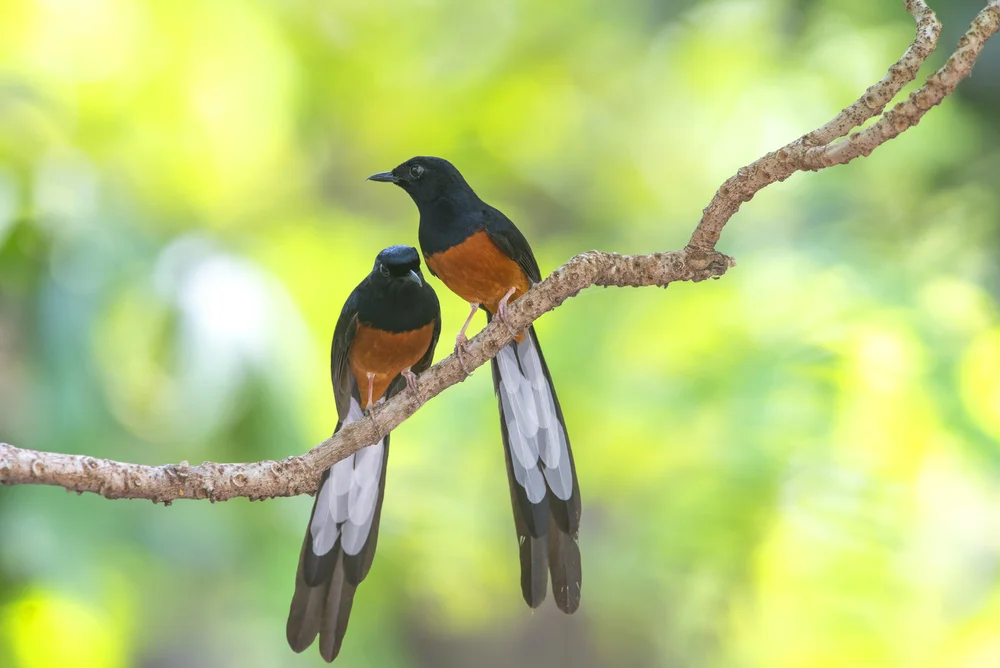 Malabar-Schmuckdrossel (Copsychus malabaricus)