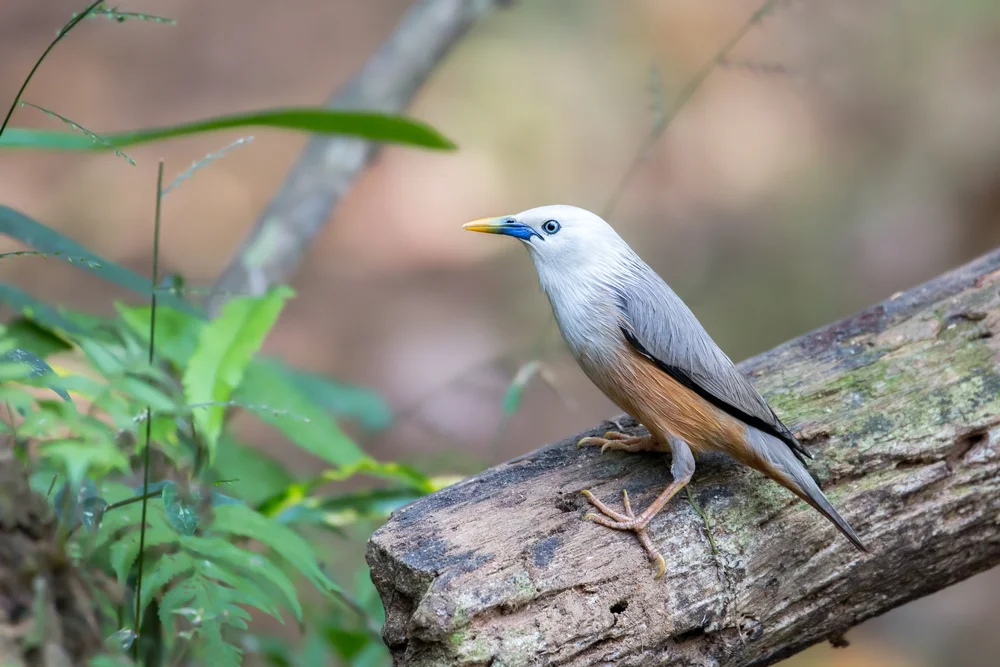 Malabarstare (Sturnia malabarica)