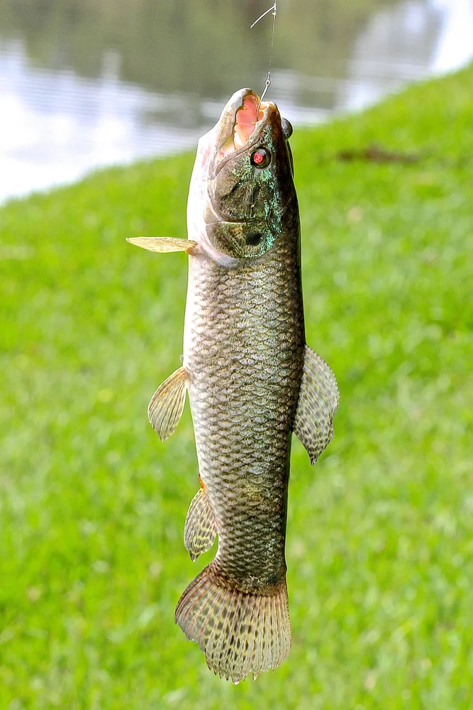 Malabartrairachse (Hoplias malabaricus)