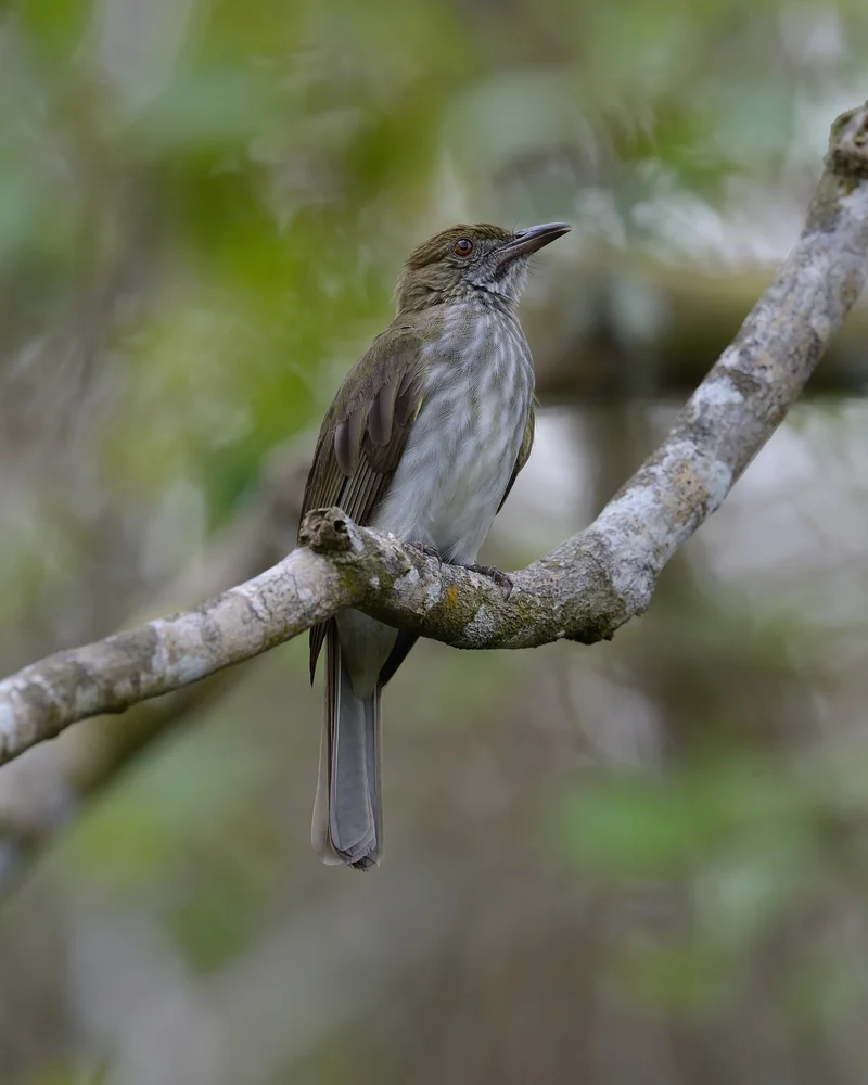 Malaien-Bulbul (Ixos malaccensis)