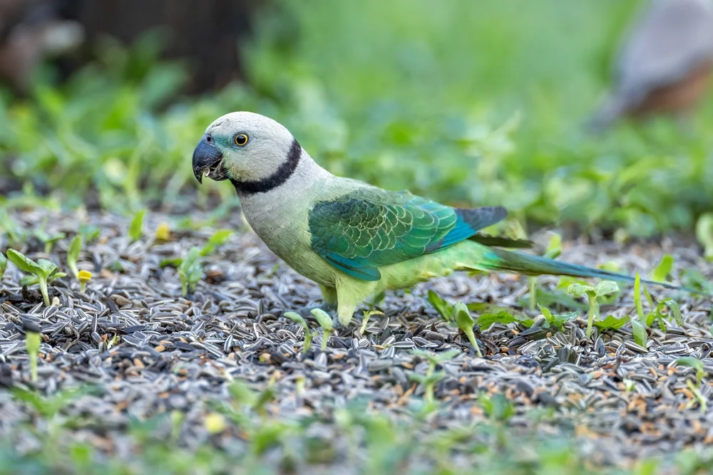 Malaien-Prachtsittich (Malaien-Prachtsittich)