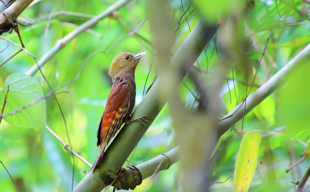 Malaien-Zwergspecht (Gecinulus grantia)