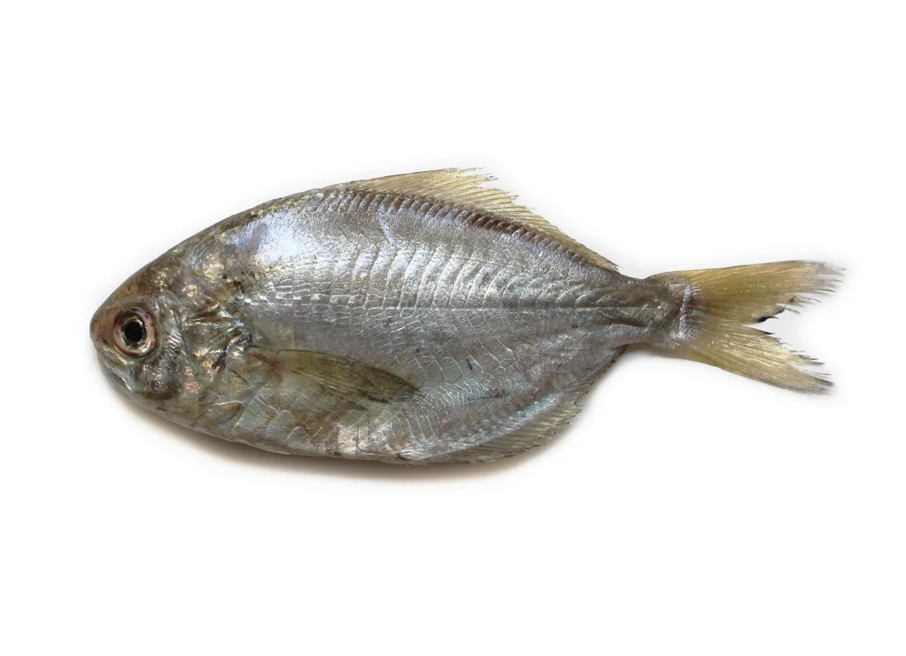 Malaienfisch (Psenopsis anomala)