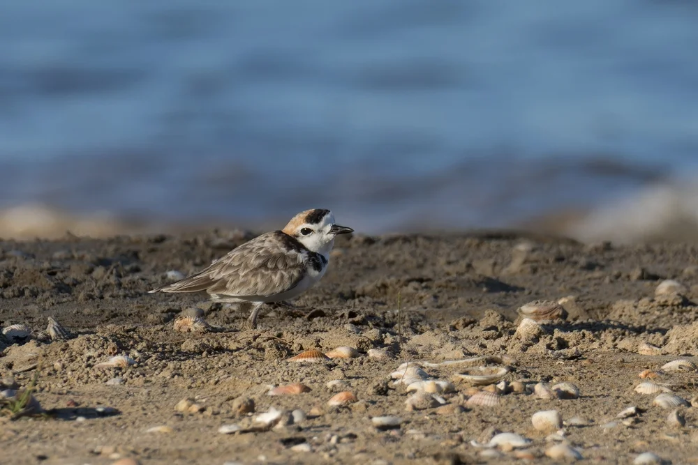 Malaienregenpfeifer (Charadrius peronii)