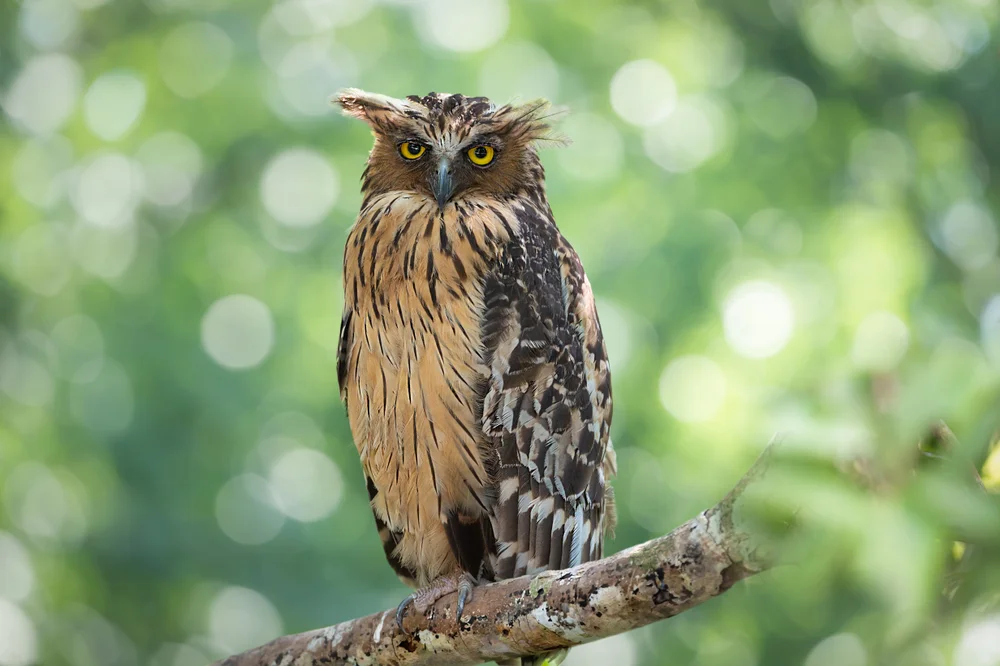 Malaiischer Fischuhu (Ketupa flavipes)