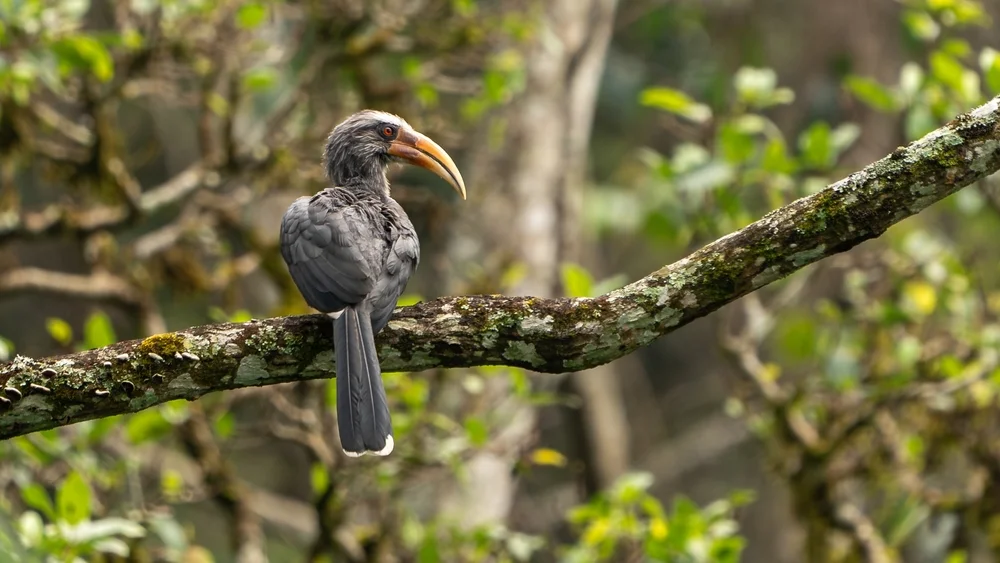 Malaiischer Hornvogel (Ocyceros griseus)