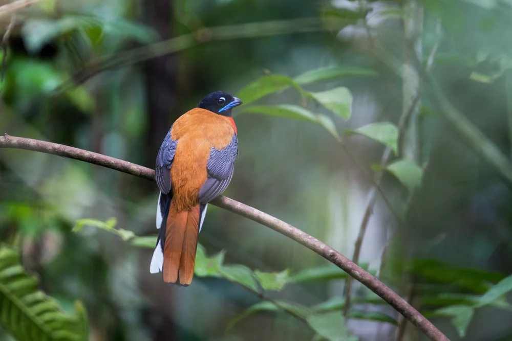 Malaiischer Zimtbrust-Nektarvogel (Harpactes orrhophaeus)