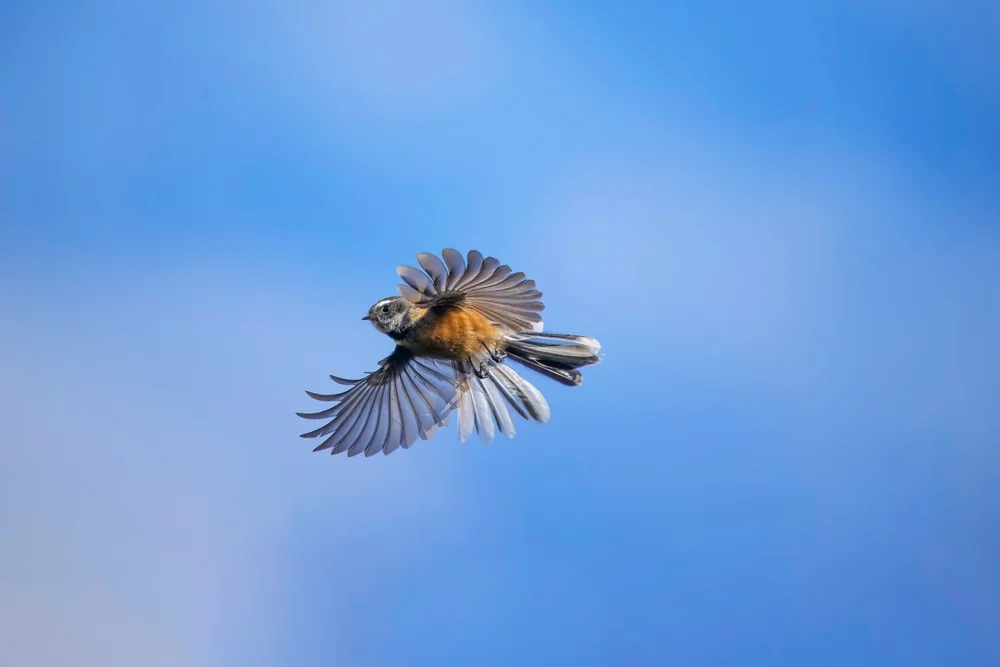 Malaita-Fächerschwanz (Rhipidura malaitae)