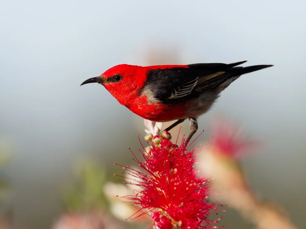 Malaita-Honigfresser (Myzomela malaitae)