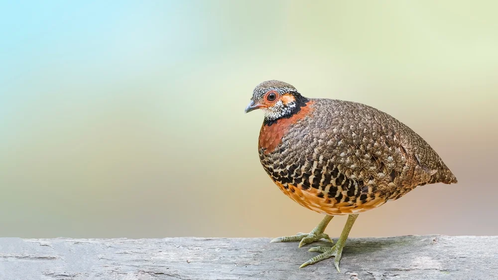 Malaysiafelsenhuhn (Trogon viridis)