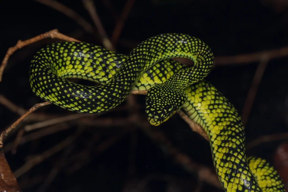 Malcolms Bambusotter (Trimeresurus malcolmi)