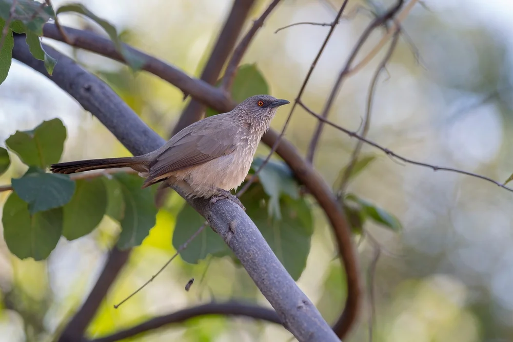 Malcolms Drossling (Turdoides malcolmi)