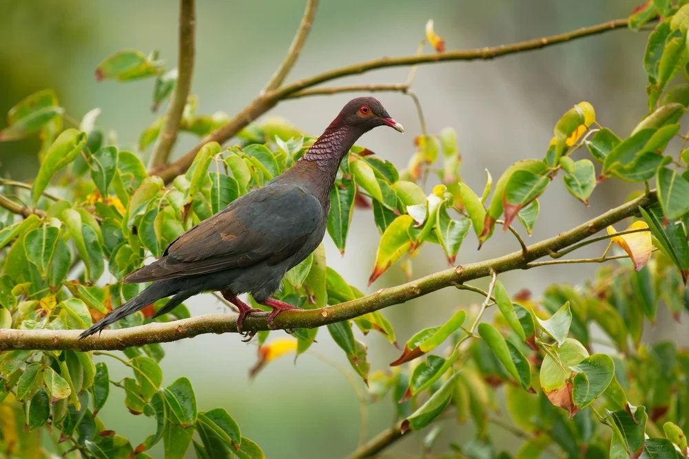 Malherbes Felsentaube (Columba malherbii)