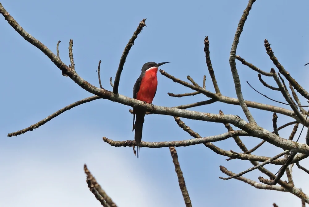 Malimbus-Schwalbe (Merops malimbicus)