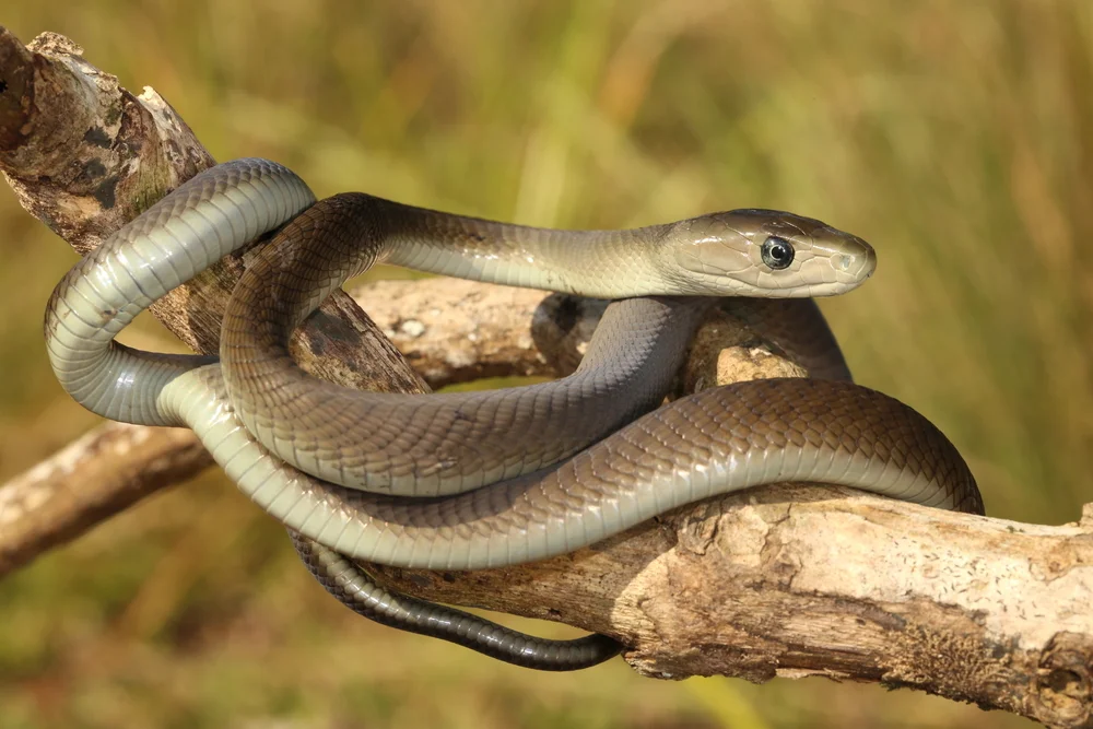 Mambas (Dendroaspis)