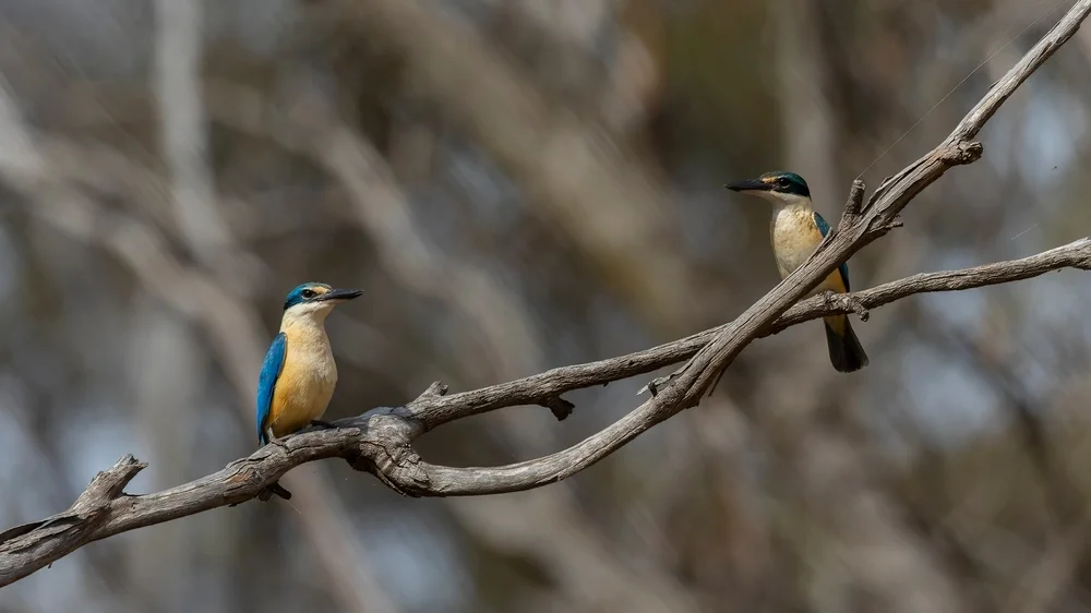 Mangareva-Eisvogel (Todiramphus gambieri)