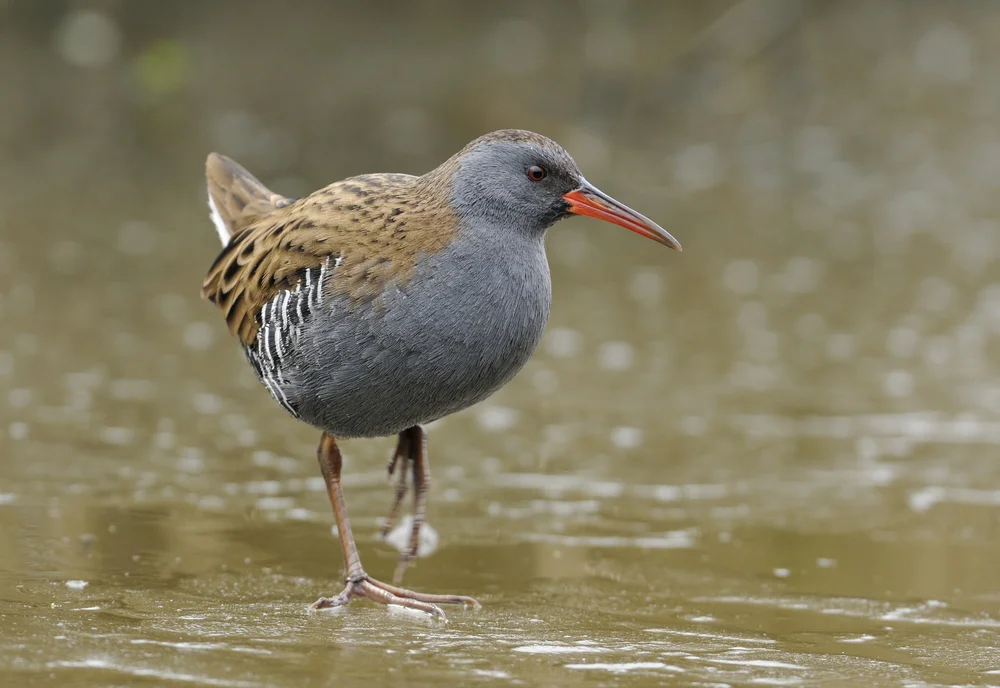 Mangrovenralle (Rallus obsoletus)
