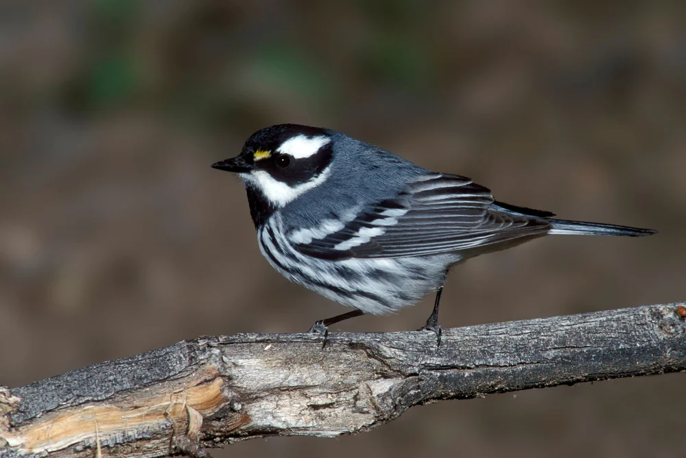 Mangrovenwaldsänger (Setophaga pharetra)