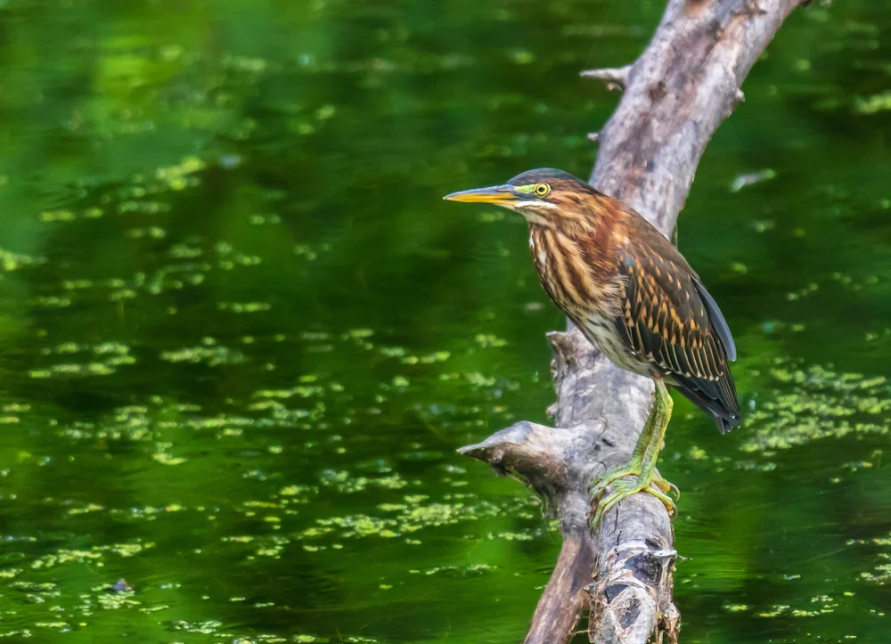 Mangrovereiher (Butorides virescens)