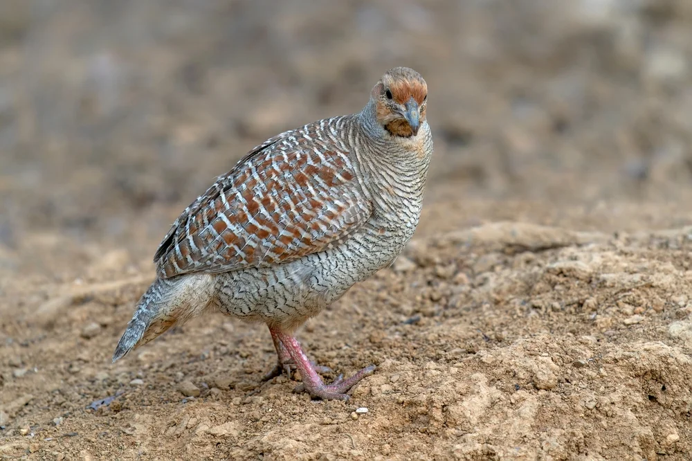 Manipur-Wachtel (Perdicula manipurensis)