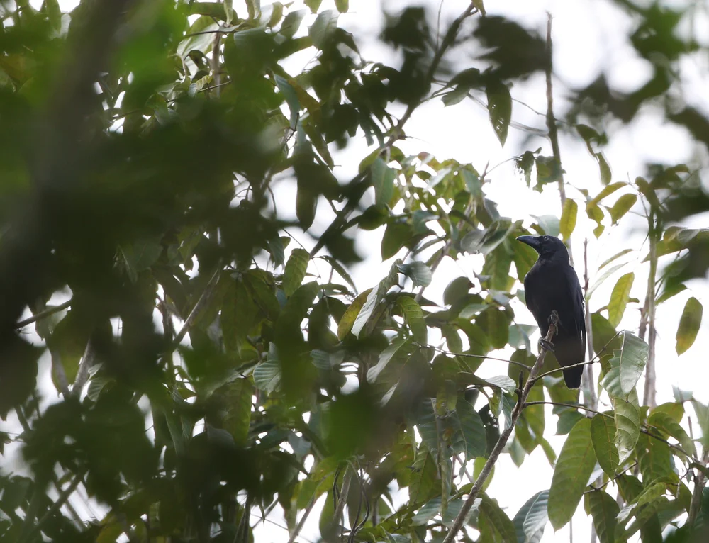 Mantel Krähe (Corvus unicolor)