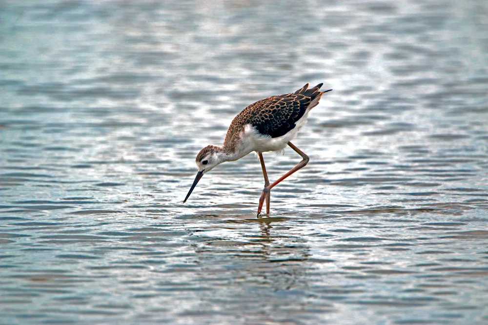 Manus-Schleiereule (Tyto manusl)