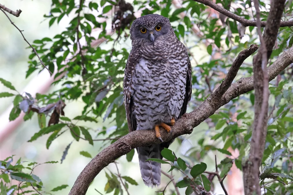 Manuskauz (Ninox reyi)