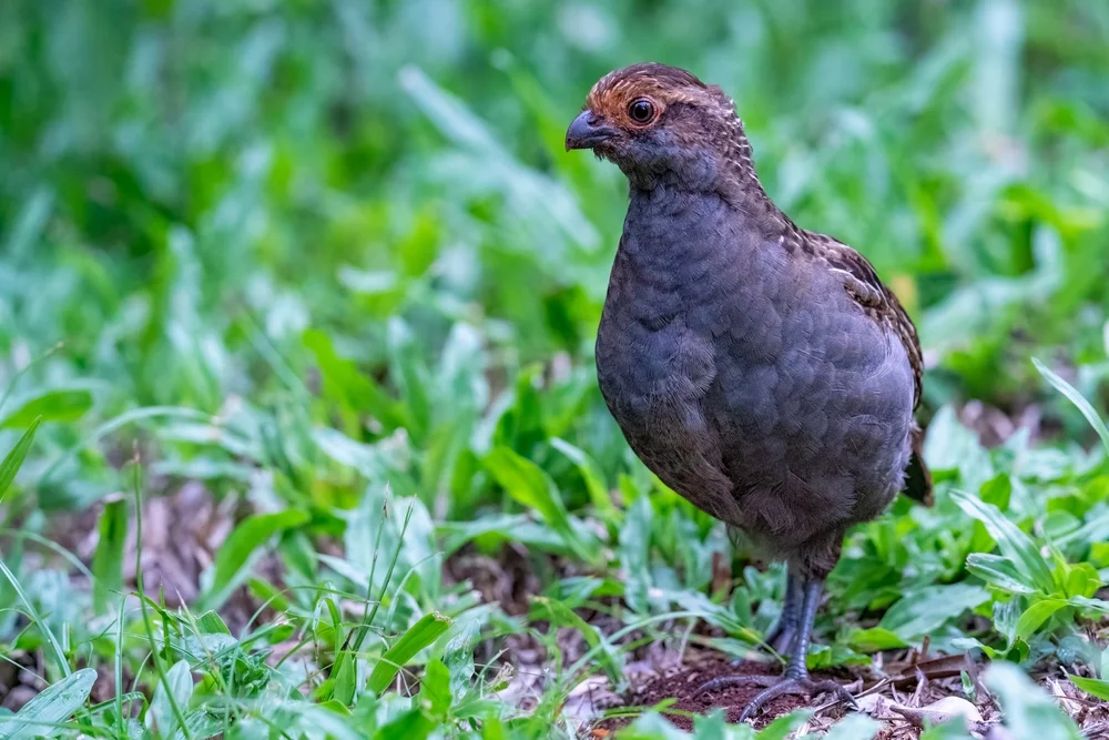 Marail-Zahnwachtel (Odontophorus gujanensis)