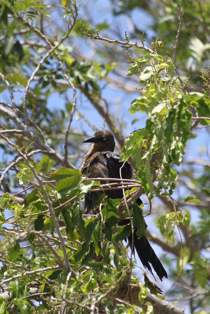 Marailguan (Penelope marail)
