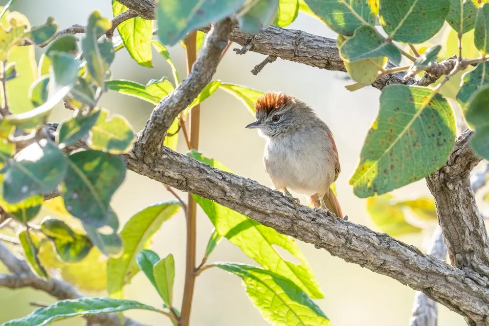 Marañon-Dornensteiger (Synallexis meranonica)