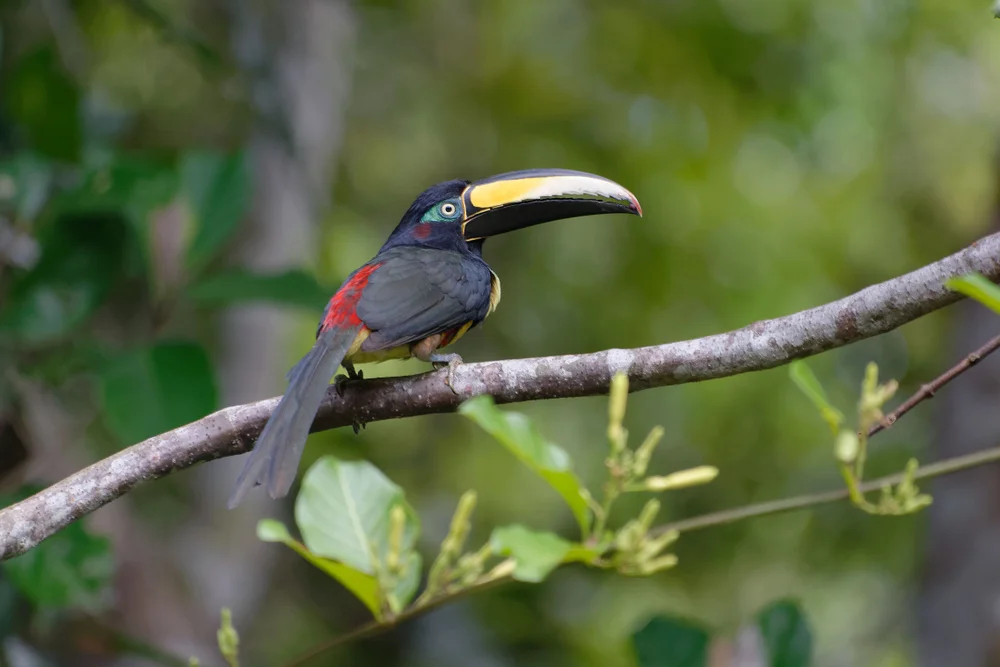 Marías Araponga (Pteroglossus mariae)