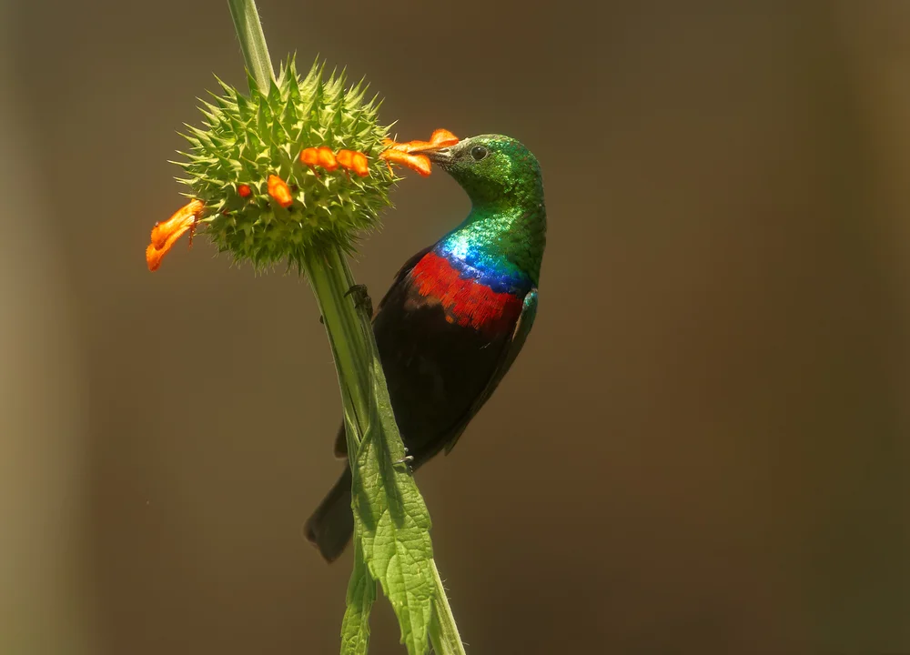 Mariqua-Nektarvogel (Cinnyris mariquensis)