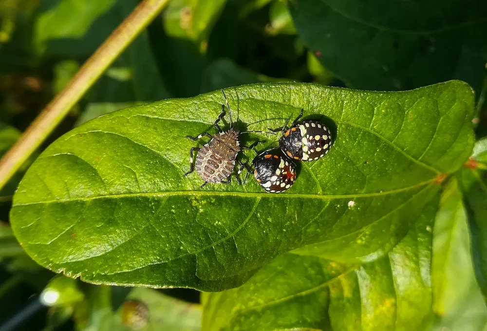 Marmorierte Baumwanze