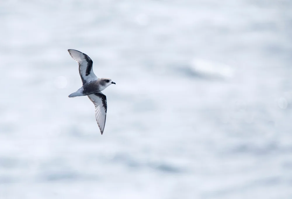 Marmorierten Sturmvogel (Pterodroma inexpectata)