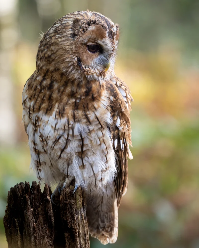 Marshall-Inseln-Kreischeule (Megascops marshalli)