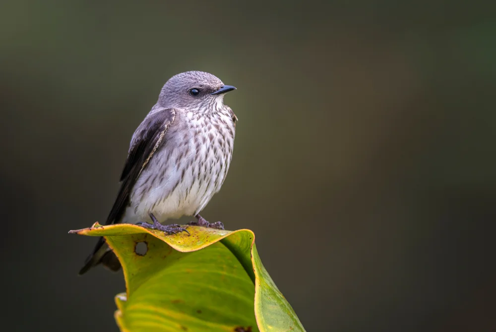 Mascarene-Brillenvogel (Phedina borbonica)