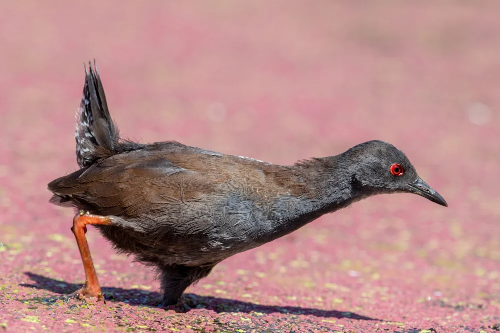 Mascarenenralle (porzana tabuensis)