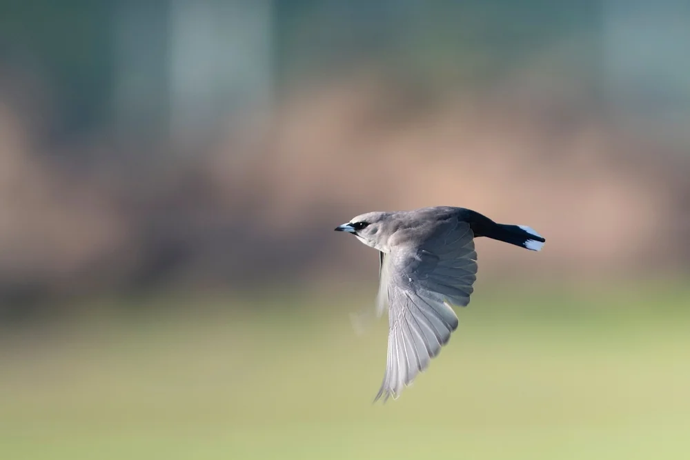 Masked Woodswallow (Artamus personatus)