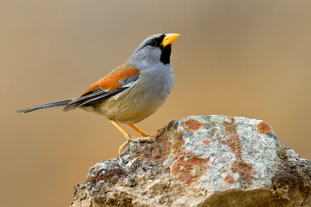 Masken-Bergfink (Incaspiza personata)