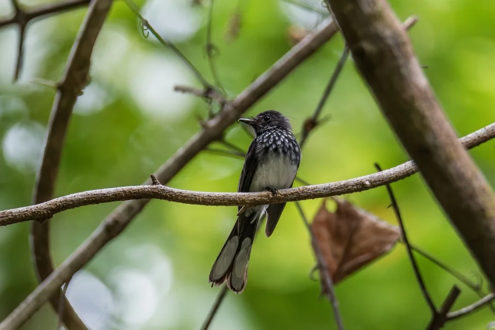 Masken-Fächerschwanz (Rhipidura perlate)