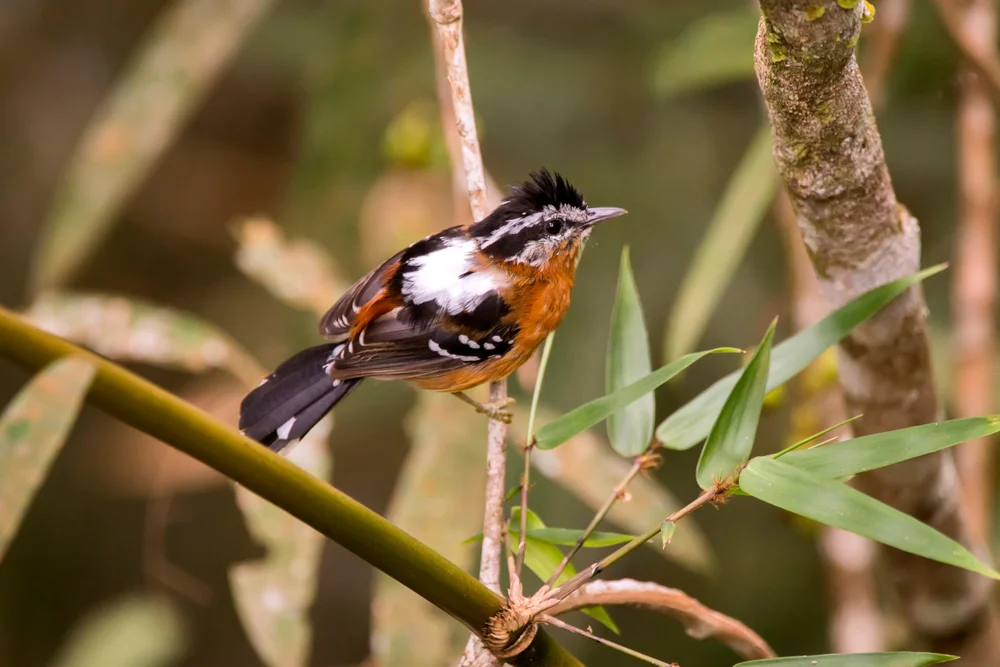 Masken-Honigfresser (Willisornis poecilinotus)