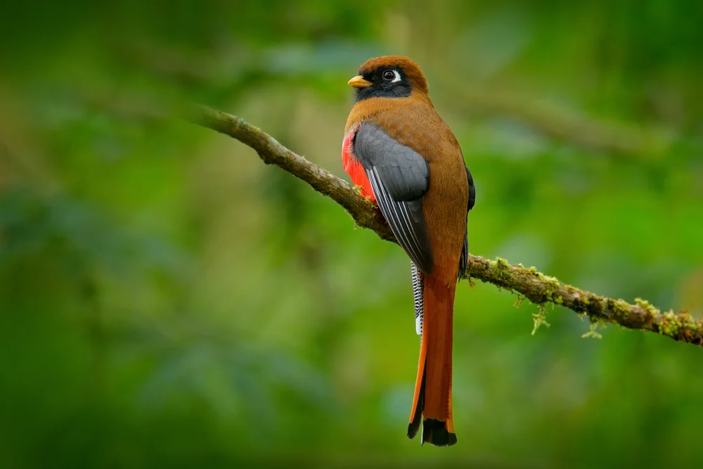 Masken-Quetzal (Trogon personatus)