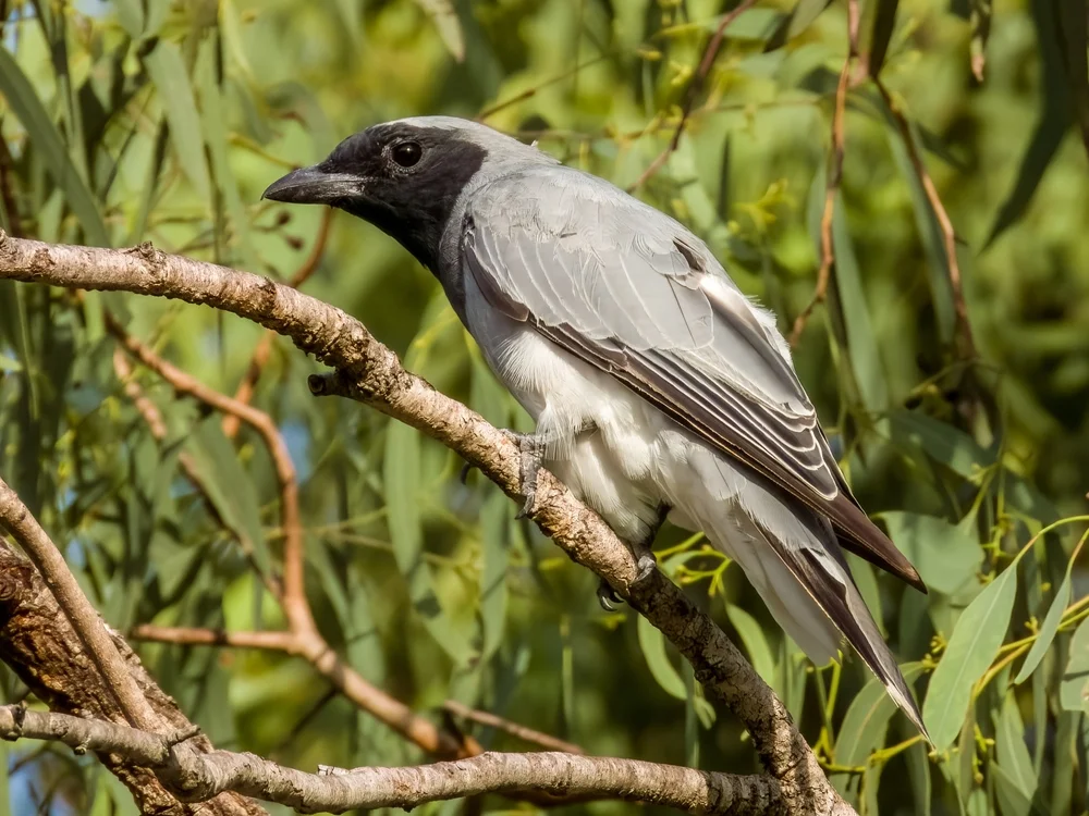 Masken-Raupenfänger (Coracina personata)